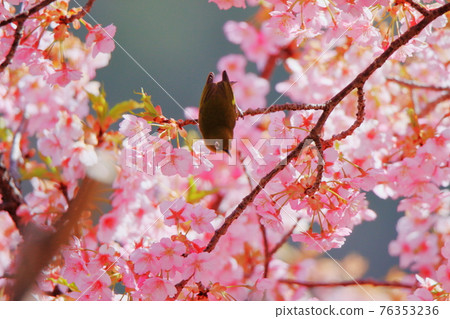 Kawazu cherry tree Kawazu cherry tree 76353236