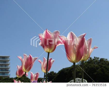Pink tulip flowers Pink tulip flowers 76353516
