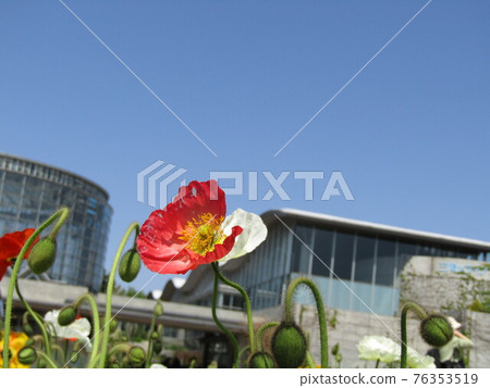 Poppy red flowers Poppy red flowers 76353519