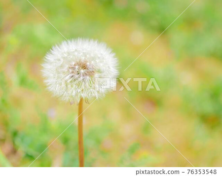 蒲公英 2 絨毛 76353548