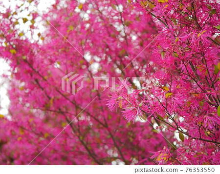 紅花流蘇花1 紅花流蘇花1 76353550