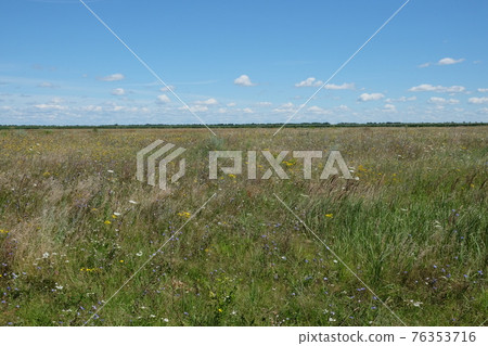 Picturesque Ukrainian steppe on a sunny summer day. Diverse steppe vegetation. 76353716
