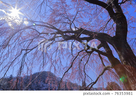 Cherry wharf 76353981