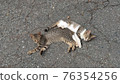 A good cat 76354256
