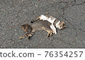 A good cat 76354257