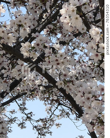 櫻桃樹 櫻桃樹 76354310