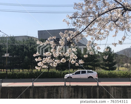 Cherry tree 76354311