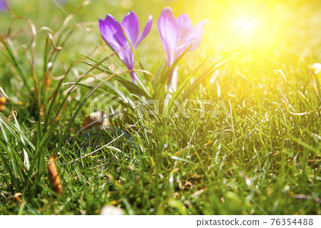 Beautiful crocuses in green grass. Beautiful crocuses in green grass. 76354488