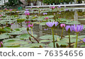 Lotus flower  76354656