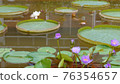 Lotus flower  76354657