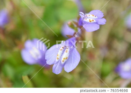 Mazus miquelii 的特寫 76354698
