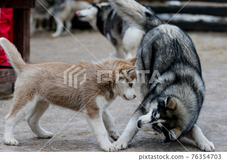 Portrait of a husky. Friendship forever 76354703