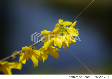 Forsythia 76354794