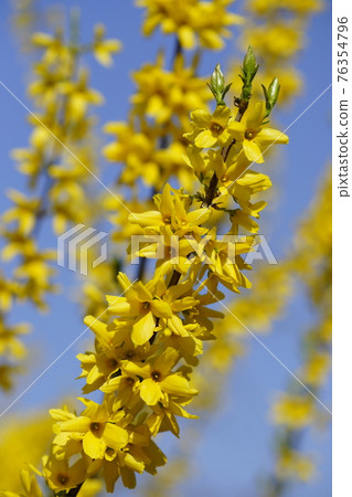 連翹 連翹 76354796