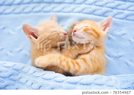 Baby cat. Ginger kitten sleeping under blanket Baby cat. Ginger kitten sleeping under blanket 76354987