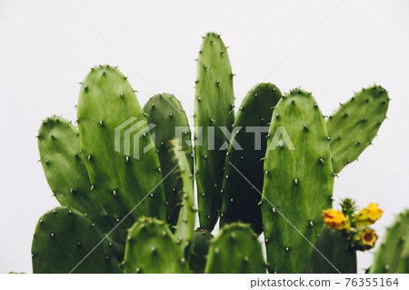 Cactus, Opuntia cochenillifera with flowers on white background with clipping path, Succulent, Cacti, Cactaceae, Tree, Drought tolerant plant. 76355164