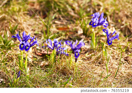 Snowdrops or Dream grass appears after snow melt. Spring first crocus flowers blooms Snowdrops or Dream grass appears after snow melt. Spring first crocus flowers blooms 76355219