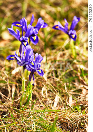 Snowdrops or Dream grass appears after snow melt. Spring first crocus flowers blooms 76355220