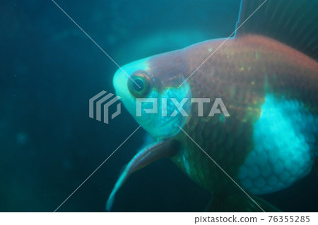 金魚用藍色藥物治療 金魚用藍色藥物治療 76355285