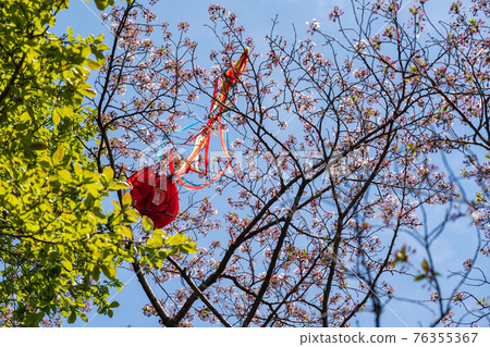 Spring kite flying Spring kite flying 76355367