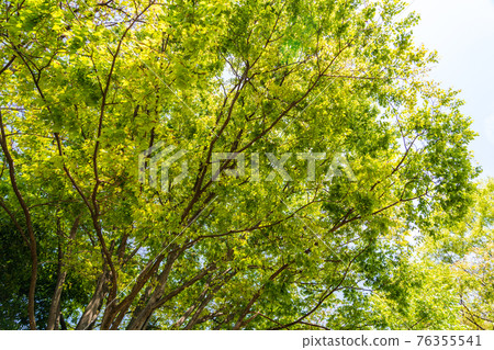 四月綠 四月綠 76355541