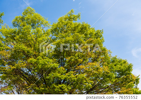 Fresh green of zelkova and blue sky of spring Fresh green of zelkova and blue sky of spring 76355552