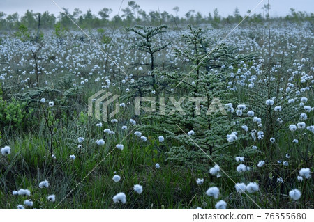 Asagiri and Marbled Senjogahara Watasuge colony 76355680