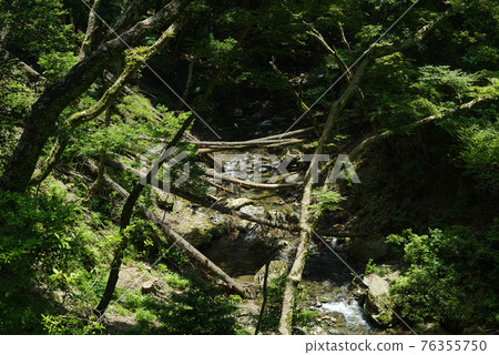 Forest river with fallen trees Forest river with fallen trees 76355750