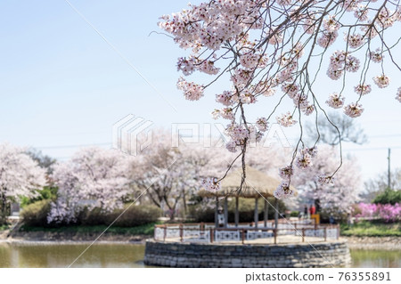 Pavilion and cherry blossoms Pavilion and cherry blossoms 76355891