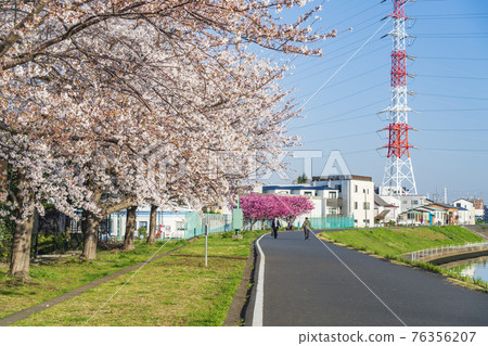 鶴見川河床和櫻花的風景[神奈川縣橫濱市] 76356207