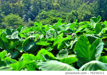 芋頭葉 芋頭葉 76356311