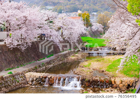 Ashiya River and cherry blossoms in full bloom in Ashiya City, Hyogo Prefecture 76356495