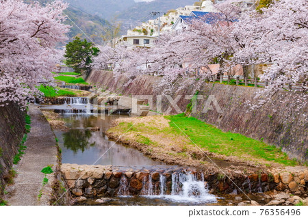 Ashiya River and cherry blossoms in full bloom in Ashiya City, Hyogo Prefecture Ashiya River and cherry blossoms in full bloom in Ashiya City, Hyogo Prefecture 76356496
