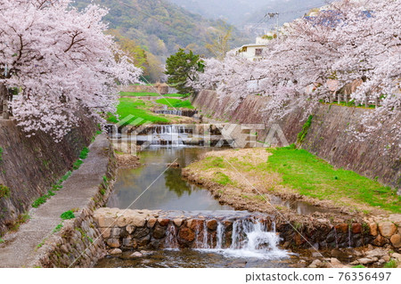 Ashiya River and cherry blossoms in full bloom in Ashiya City, Hyogo Prefecture Ashiya River and cherry blossoms in full bloom in Ashiya City, Hyogo Prefecture 76356497