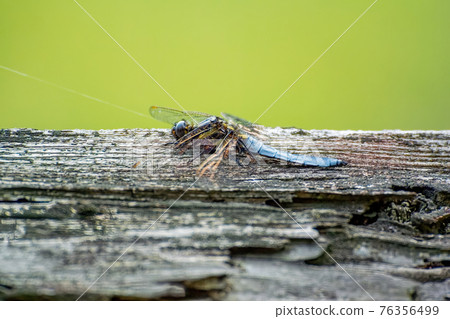 Orthetrum albisum 停留在死樹上 76356499