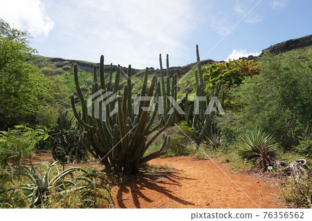 Hawaii Oahu Coco Head Cactus Forest 76356562