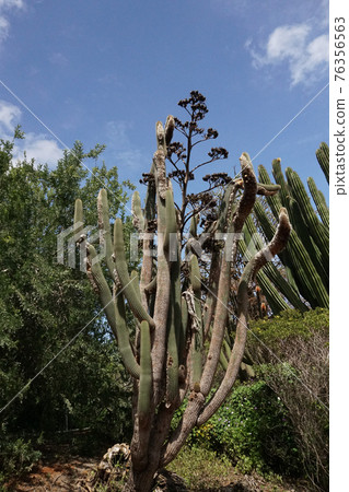 Hawaii Oahu Coco Head Cactus Forest 76356563