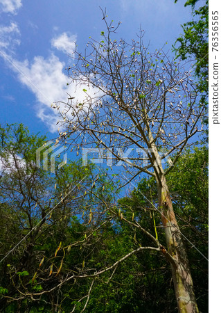 Hawaii Oahu Coco Head Cactus Forest 76356565