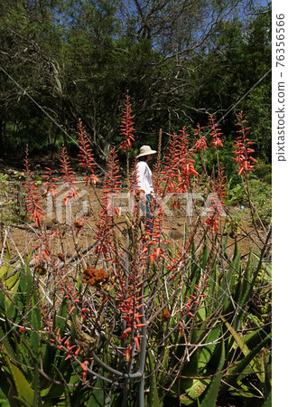 夏威夷瓦胡島可可頭仙人掌森林 76356566