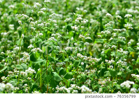 Buckwheat field Buckwheat field 76356799