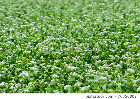 Buckwheat field Buckwheat field 76356802
