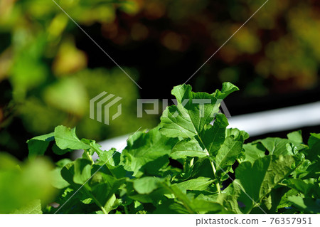 Radish leaf 76357951