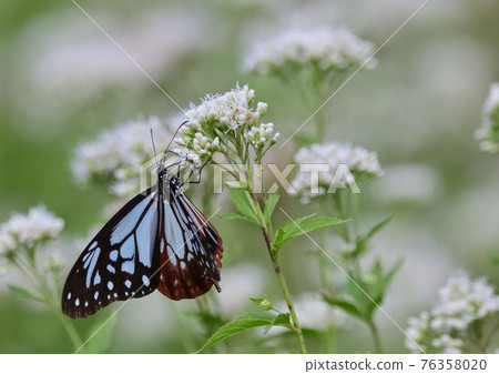 Asagi madara 76358020