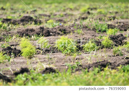 Small Kokia nursery 76359093