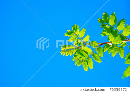 Sansho leaves Sansho leaves 76359572