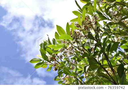 Sharinbai (Rosaceae) in Amami Oshima Sharinbai (Rosaceae) in Amami Oshima 76359742