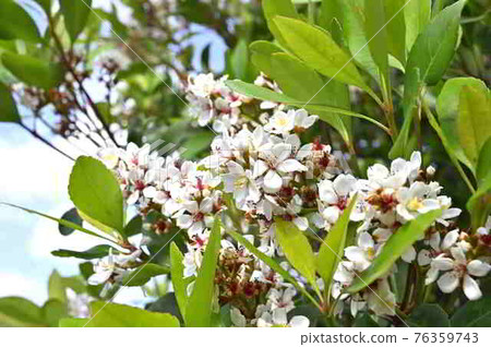 Sharinbai (Rosaceae) in Amami Oshima 76359743