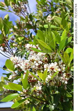 Sharinbai (Rosaceae) in Amami Oshima Sharinbai (Rosaceae) in Amami Oshima 76359744