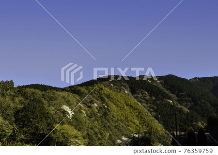 三月晴空，野櫻花，春山，遠山 76359759