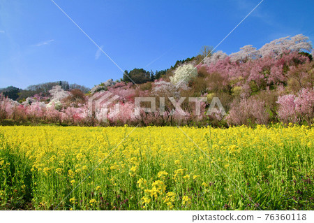 Hanamiyama, Sakura, Rape blossoms (Fukushima Prefecture, Fukushima City) Hanamiyama, Sakura, Rape blossoms (Fukushima Prefecture, Fukushima City) 76360118